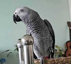 Lost African Grey