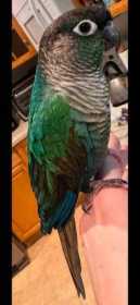 Lost Conure
