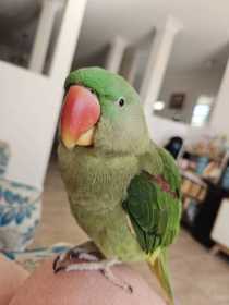 Lost Alexandrine
