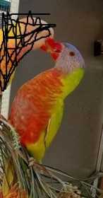 Lost Lory / Lorikeet