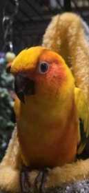 Lost Conure