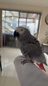 Lost African Grey