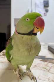 Lost Alexandrine