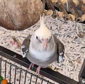 Lost Cockatiel