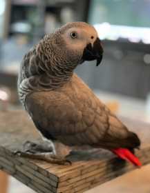 Lost African Grey