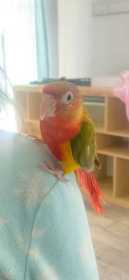 Lost Conure