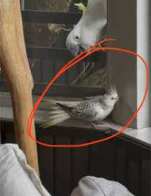 Lost Cockatiel