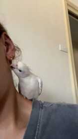 Lost Cockatiel