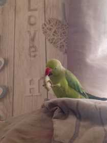 Lost Indian Ringneck Parakeet