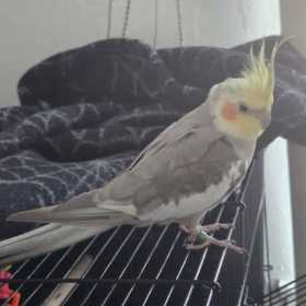 Lost Cockatiel
