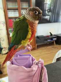 Lost Conure