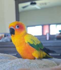 Lost Conure
