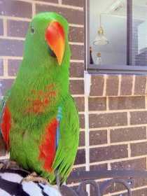 Lost Eclectus