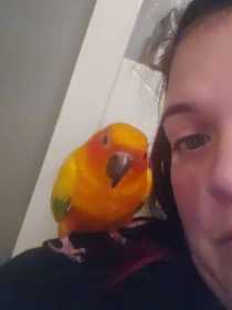 Lost Conure