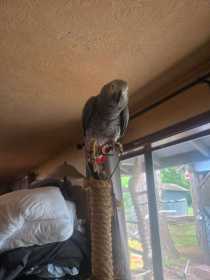 Lost African Grey