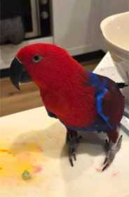 Lost Eclectus