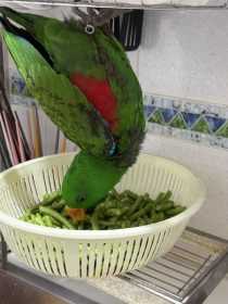 Lost Eclectus
