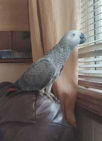 Lost African Grey