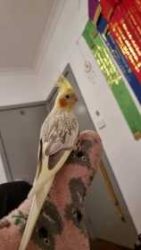 Lost Cockatiel