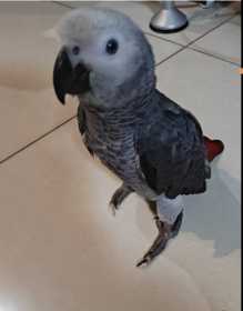 Lost African Grey