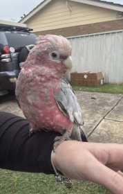 Lost Galah Cockatoo
