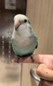 Lost Lovebird