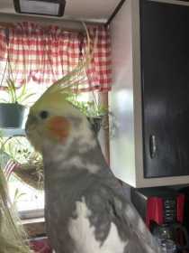 Lost Cockatiel