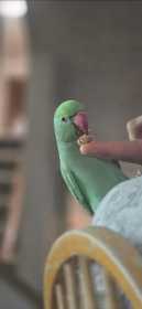 Lost Indian Ringneck Parakeet