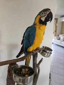 Lost Macaw