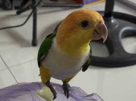 Lost Caique