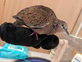 Lost Dove