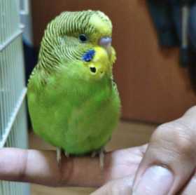 Lost Budgerigar