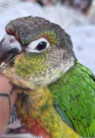 Lost Conure