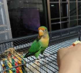 Lost Lovebird