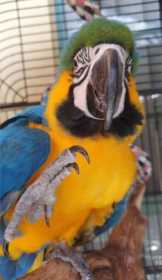 Lost Macaw