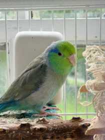 Lost Parrotlet
