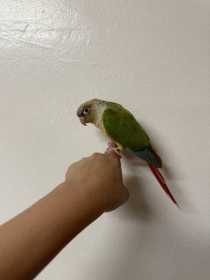 Lost Conure