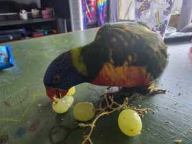 Lost Lory / Lorikeet