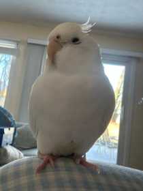 Lost Cockatiel