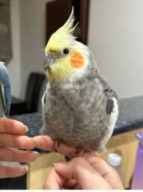 Lost Cockatiel