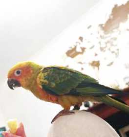 Lost Conure