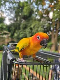Lost Conure