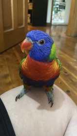 Lost Lory / Lorikeet