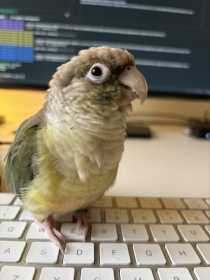 Lost Conure