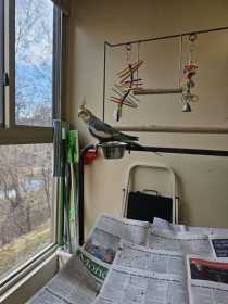Lost Cockatiel
