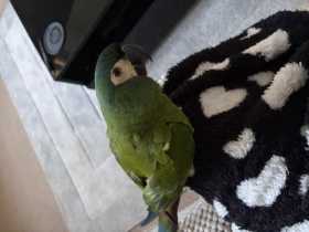 Lost Macaw