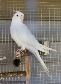 Lost Cockatiel