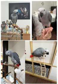 Lost African Grey