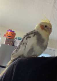Lost Cockatiel