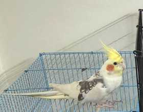 Lost Cockatiel